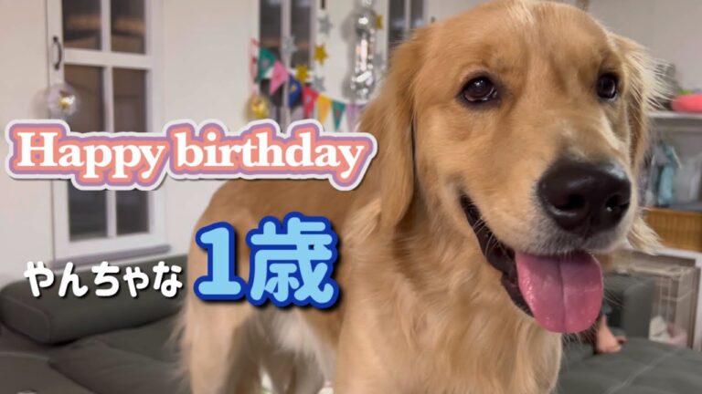 やんちゃ盛りのゴールデンレトリバーと誕生日パーティーをするとこうなりますww