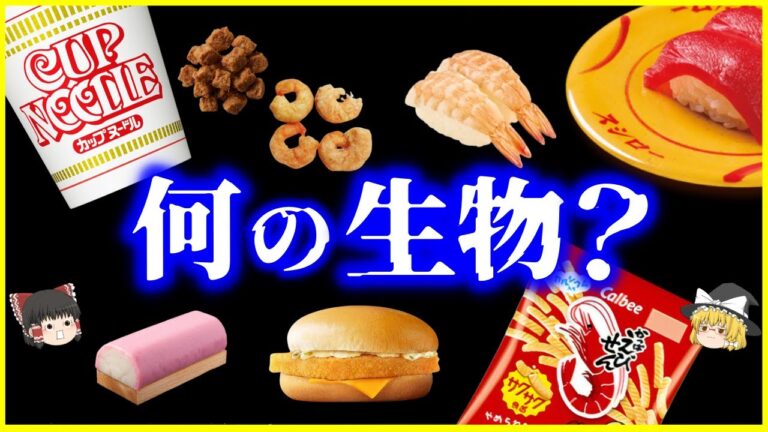 【ゆっくり解説】あの食べ物、何の生物？6選【総集編】カップヌードルのエビ、肉、回転寿司の海老、マクドナルドのフィレオフィッシュ他＜作業用＞＜睡眠用＞
