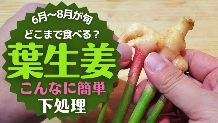 【葉生姜】の下処理と美味しく食べる方法！生でも甘酢漬けでも！絶対やってほしい！！