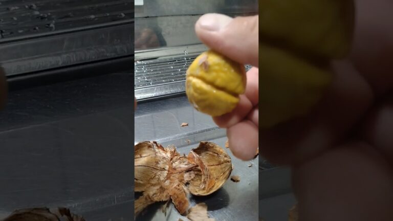 丹波栗むいちゃいました！