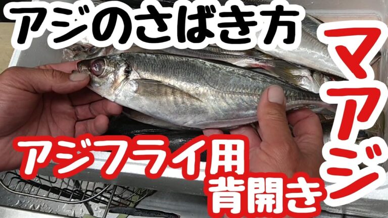 アジさばき方　アジフライ用背開きHow to filet Horse Mackerel ver.Sebiraki for deep‐fry
