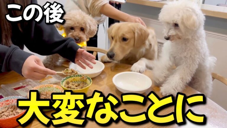 従順な愛犬が大好物を目の前にした結果、とんでもないことになりました【ココグルメ】