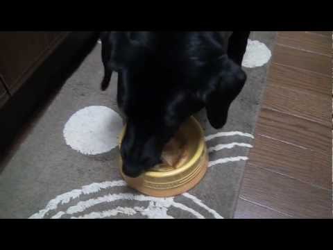 ぐり飯：今日は謎の多国籍料理なのだ！？