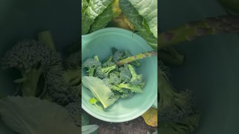 ブロッコリーのレシピが多い理由🥦#Shorts