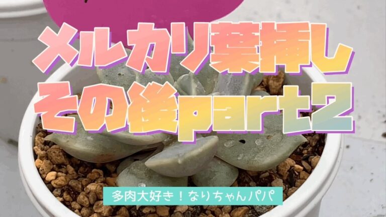 【多肉植物】【ガーデニング】メルカリ葉挿しのその後⁉️part2❗️    多肉大好き！なりちゃんパパ　多肉奮闘記その154