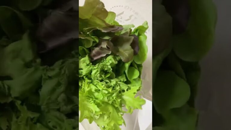 レタスのブーケ　サラトリオ　３種のレタス