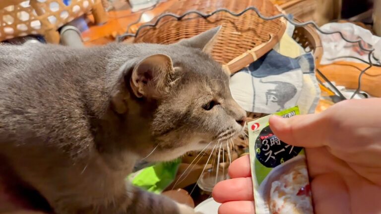 夜は食べずに寝てしまい..  おでんを温めて河さんから届いた餃子の王様のような【王マンドゥ】も入れて食べるおばあちゃんと..  久しぶりにオヤツコーナーに座り..  目が生き生きする猫・・・