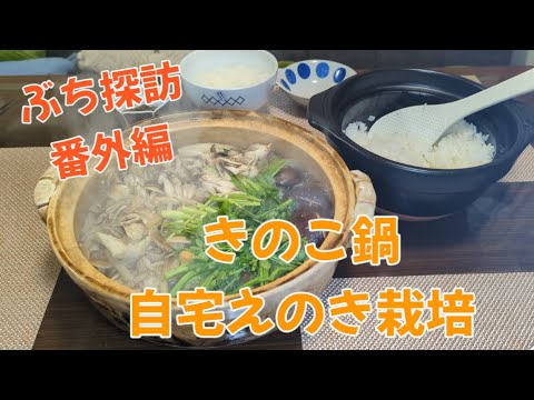 【番外編】自宅栽培したえのきできのこ鍋作ってみた