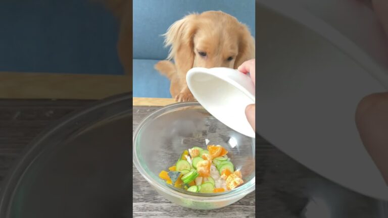 【イヌメシクッキング】好きが詰まった！かぼちゃ サラダ#shorts