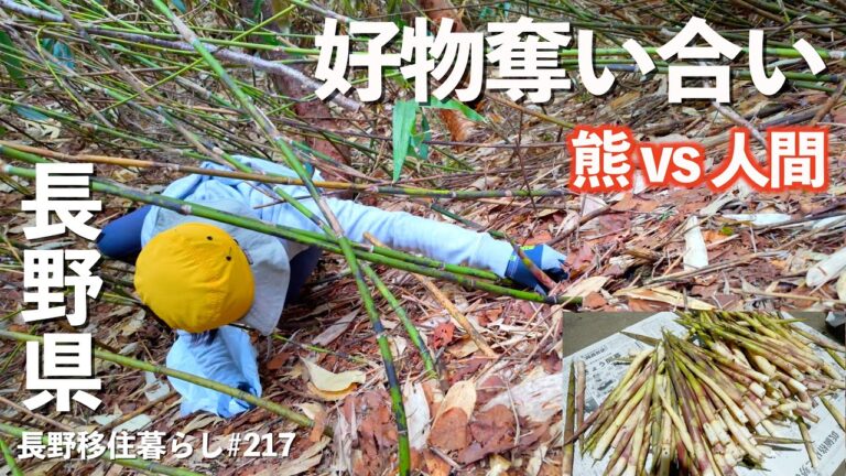 【長野移住】熊の好物は人間の好物!!根曲がり竹採りに行ってみたら想像より壮絶だった!!｜山田牧場｜根曲がり竹｜ドライブ｜田舎暮らし｜長野県｜4K