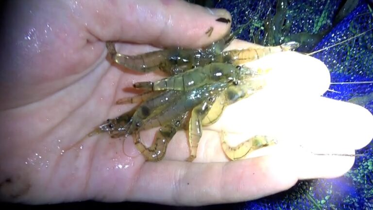 池のエビでかき揚げ作ってみた