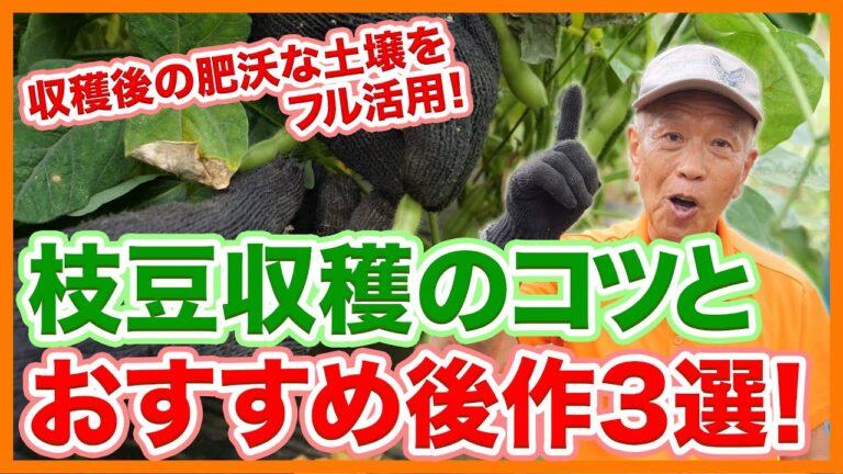 家庭菜園や農園の枝豆栽培で収穫の秘訣と枝豆の育て方！収穫後は肥沃な土壌を活したおすすめ後作３選！【農園ライフ】