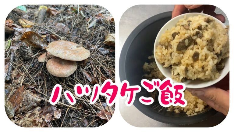 昨日採れた割と早秋のきのこハツタケで炊き込みご飯を作りました！これはハツタケがあったら作るべしと思いました。簡単ですし美味しい😋盛岡では人気のきのこです🍄