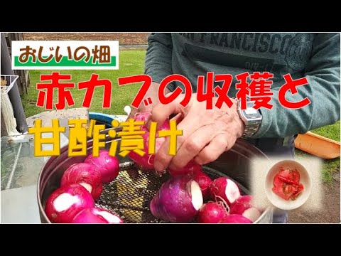 おじいが赤カブの甘酢漬けを作ってみた
