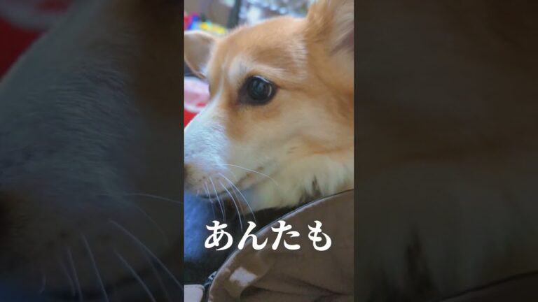 コギ距離と柴距離
