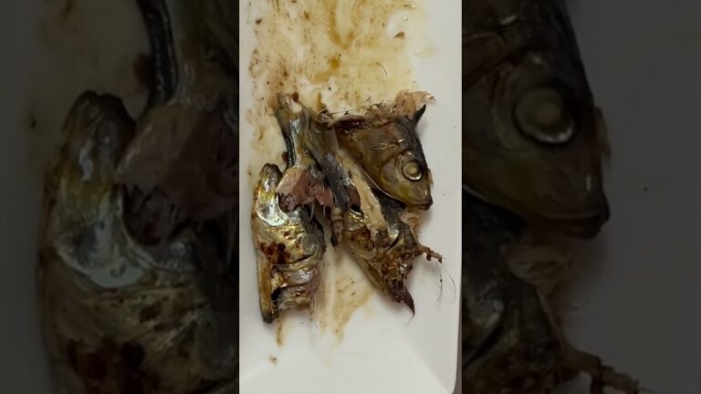 鰯の頭 #節分2022 #残骸 #残飯 #イワシ #頭 #水の音 #asmr #命 #恵み #感謝 #足るを知る #日常 #ただの日々というアート #飯テロ #鬼は外福は内 #日本文化 #kawaii
