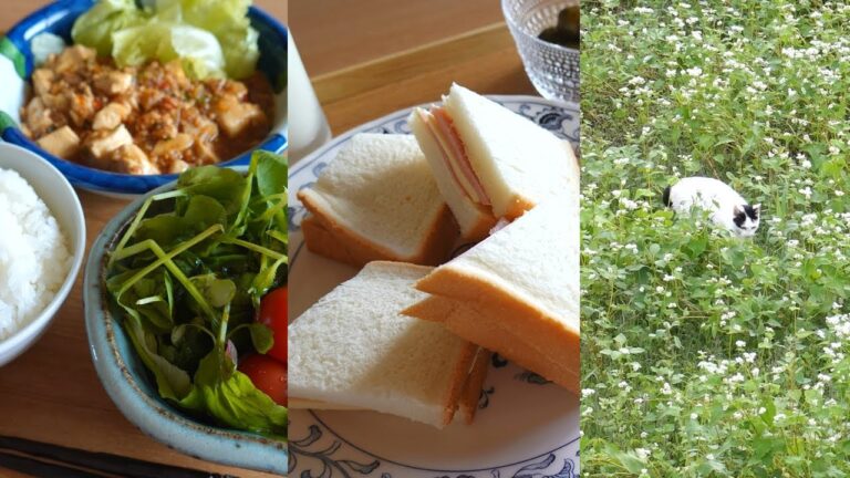 麻婆豆腐・ハムサンド他　台風と猫　ヤマサキ味噌さんを頂いた日のこと