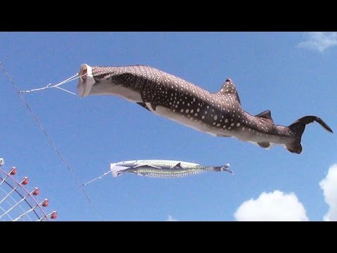 端午の節句に合わせ実物大の「ジンベエのぼり」　大阪・海遊館