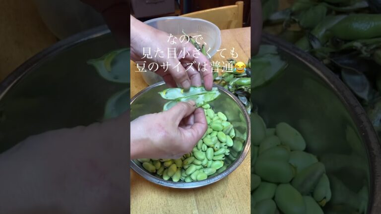 【そら豆】何か違う！うちのそら豆😂