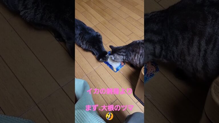 大根ツマ好き。イカの刺身は？🤣#大根ツマ#好き#イカの刺身#後から#食べる#スタイル