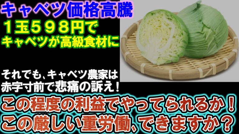 【価格高騰】キャベツ１玉598円で高級食材に『赤字寸前でやってられるか』農家が悲痛の叫び。1玉1000円超えも出てきた。