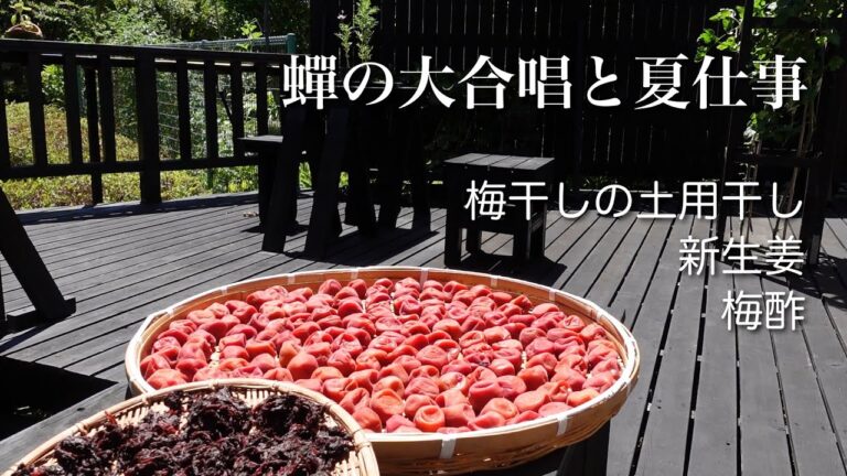 #33【50代 食Vlog】真夏の季節しごと、梅干し土用干し｜新生姜で美味しい三品（炊き込みごはん、しば漬け、紅しょうが）｜赤紫蘇ジュース