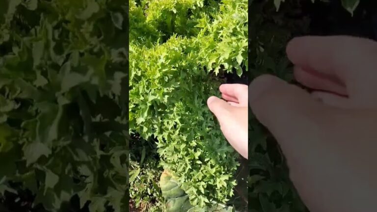 わさび菜@都民農園 冬を越えてわっさわさ