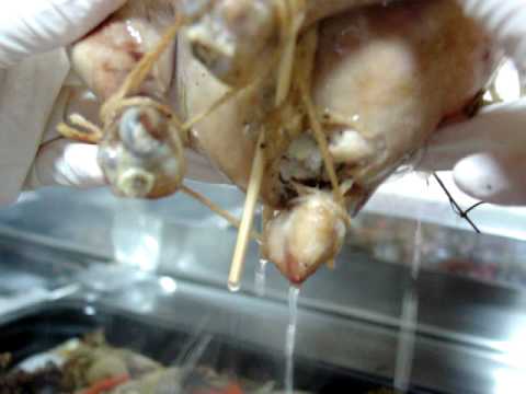 ローストチキン（丸鶏）のレシピ [ 作り方 ]－10