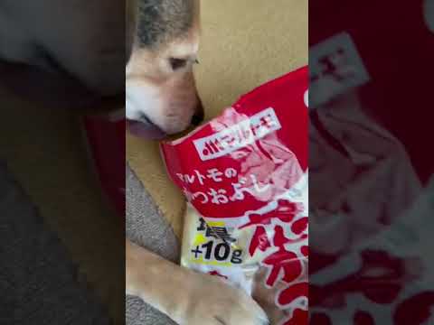 かつお節を美味しく食べてやがった犬