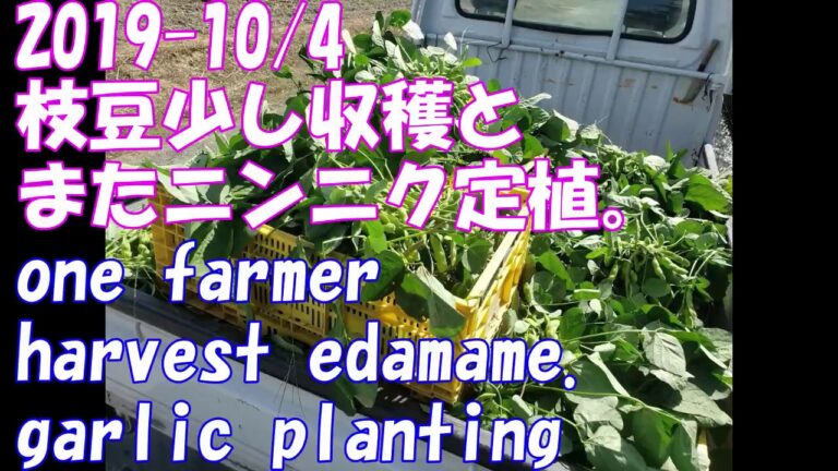 2019-10-4 枝豆収穫　ニンニク植え付け　edamame harvast&garlic planting