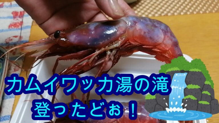幻のぶどう海老