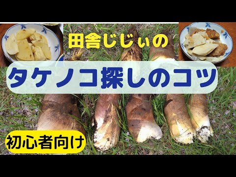 【山菜採り】田舎爺さん山に生える絶品のタケノコを採り料理する