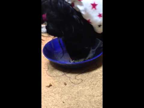 【犬の手作りごはん】サバ味噌パスタ