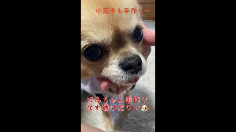 夏の漬物NO1〜なす漬け❗️ばあちゃん手作り小茄子で漬けるから、絶品！出来上がりが楽しみ〜#夏野菜#漬物#田舎暮らし#農業女子#田舎料理