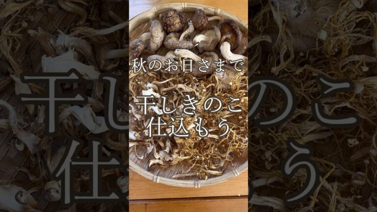 絶品の出汁！干しきのこ #shorts