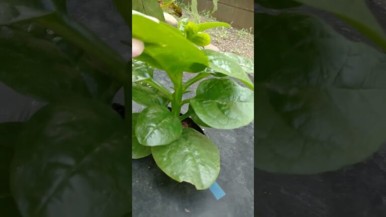 やまとしチャンネル No.1269 家庭菜園ツルムラサキの良い感じ🤩おひたしとかマヨ醤油ね🤩植込2023.6.2