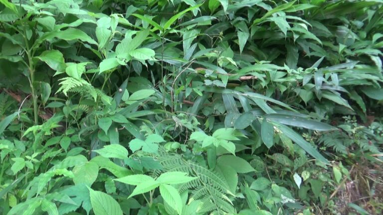 みょうがいっぱい収穫してきたよv☆