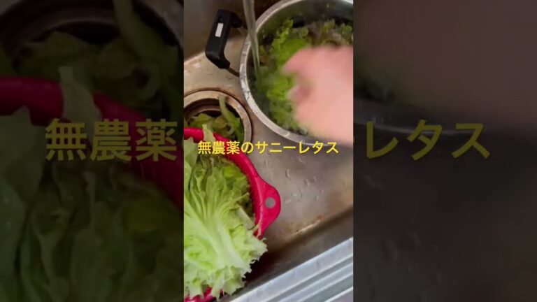 【野菜を食べよう】無農薬のサニーレタス#shorts