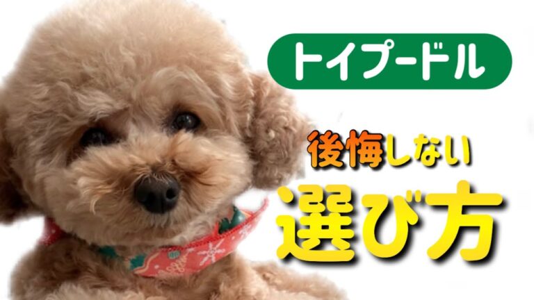 【後悔する前に】トイプードルの子犬を飼う前の注意点