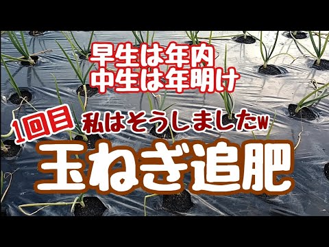 【玉ねぎ】1回目の追肥（2024/12/21＆2025/1/7）