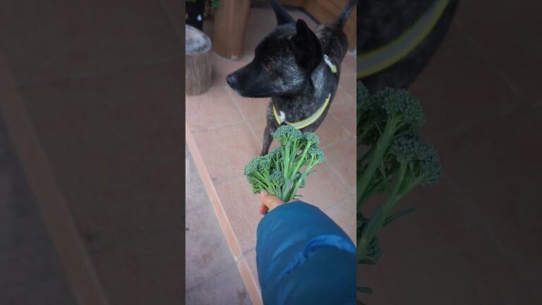 朝の胃に優しいであろうスープ　#shorts #asmr #japan #cooking #food #料理 #ごはん #田舎