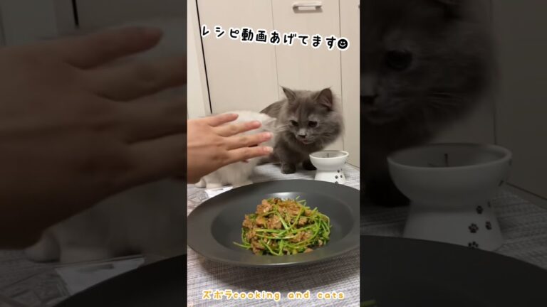 豆苗とひき肉の味噌炒めwith cats #shorts