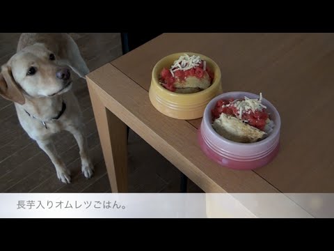 大型犬の手作り食：今日は長芋入りのオムレツ。