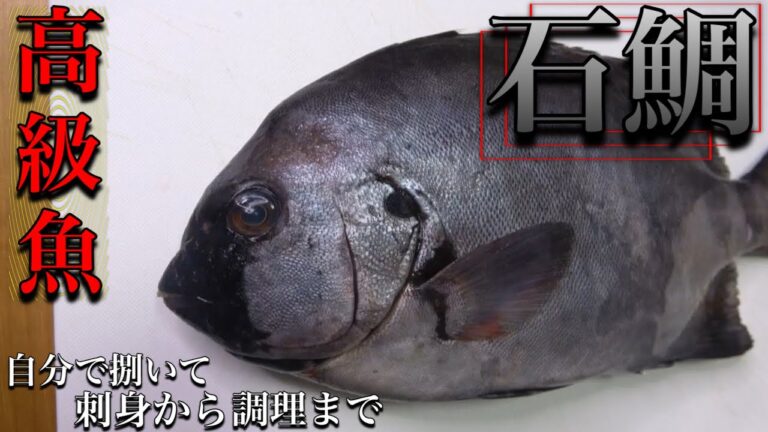 高級魚の【石鯛】を捌いて、お刺身とポワレで頂きました。脂のりのりで全く臭く無く完璧に美味しいお魚でした。