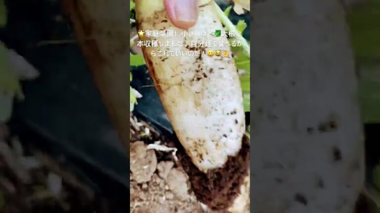 🌟湘南ベンガル農園ファーム（農園主）！ハルノ君！小さいけど大根２本収穫自分達で食べるからこれで良いのだ（２０２５０１１８−４）#家庭菜園#大根#収穫#field#shorts
