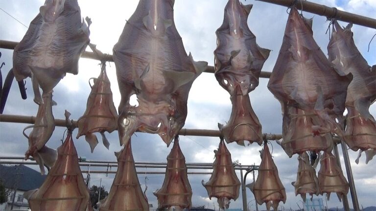 寒干しでうまみ　おせちの定番　サメを開きにした「のうさば」　福岡県宗像市