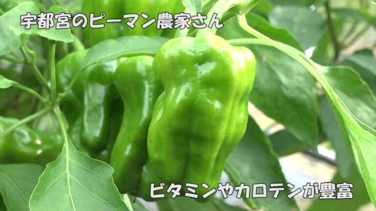 【宇都宮市】地産地消啓発ムービー「夏野菜カレー」