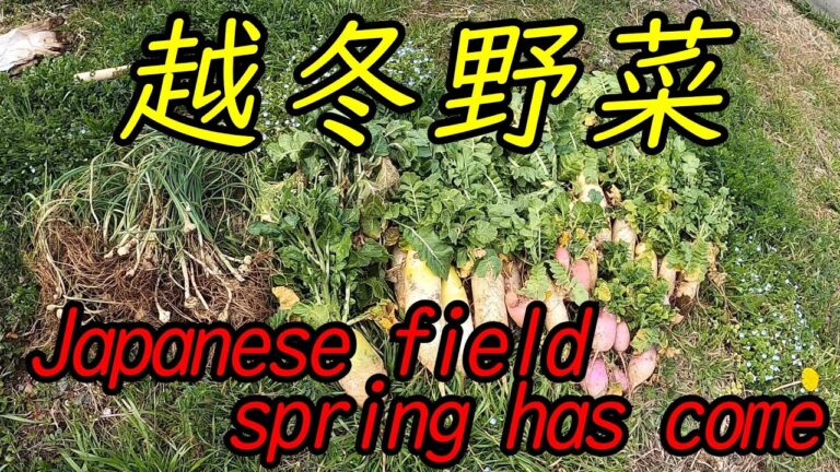 無農薬畑に野蒜（ノビル）大発生！　白菜の花は知る人ぞ知る美味。知ってました？