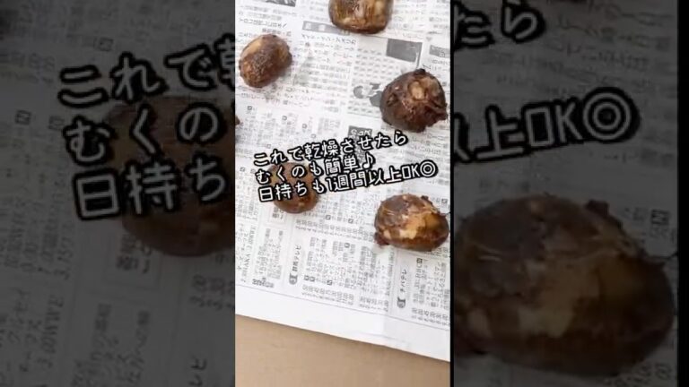 【旬の野菜】パッと洗って長持ちする！里芋の保存方法 #Shorts