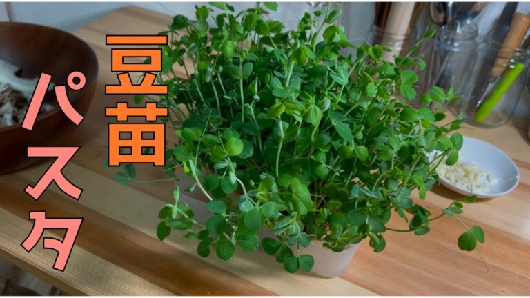 「豆苗レシピ」豆苗あったらパスタ作ろ